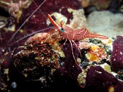 We saw hundreds of these shrimp under the coral heads Sol... by Stephen Juarez 